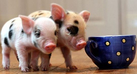 baby-teacup-pigs-with-teacup